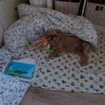 Fotka od hlídačky Nikola 