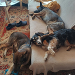 Fotka od hlídačky Kristiána 