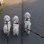 Fotka od hlídačky Simona 