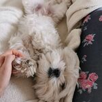 Fotka od hlídačky Simona 