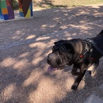 Fotka od hlídačky Petra 