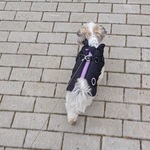 Fotka od hlídačky Simona 