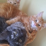 Fotka od hlídačky Alice 