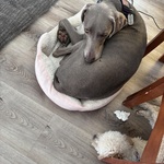 Fotka od hlídačky Renáta 