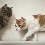 Fotka od hlídačky Milada 