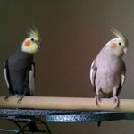 Fotka od hlídačky Elena 